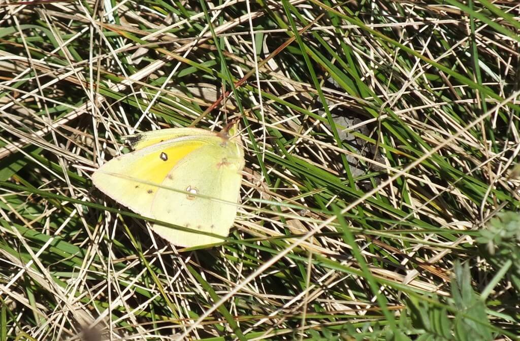 clouded sulpher butterfly, sitting on ground on grass, Lynde Shores Conservation Area, whitby, ontario