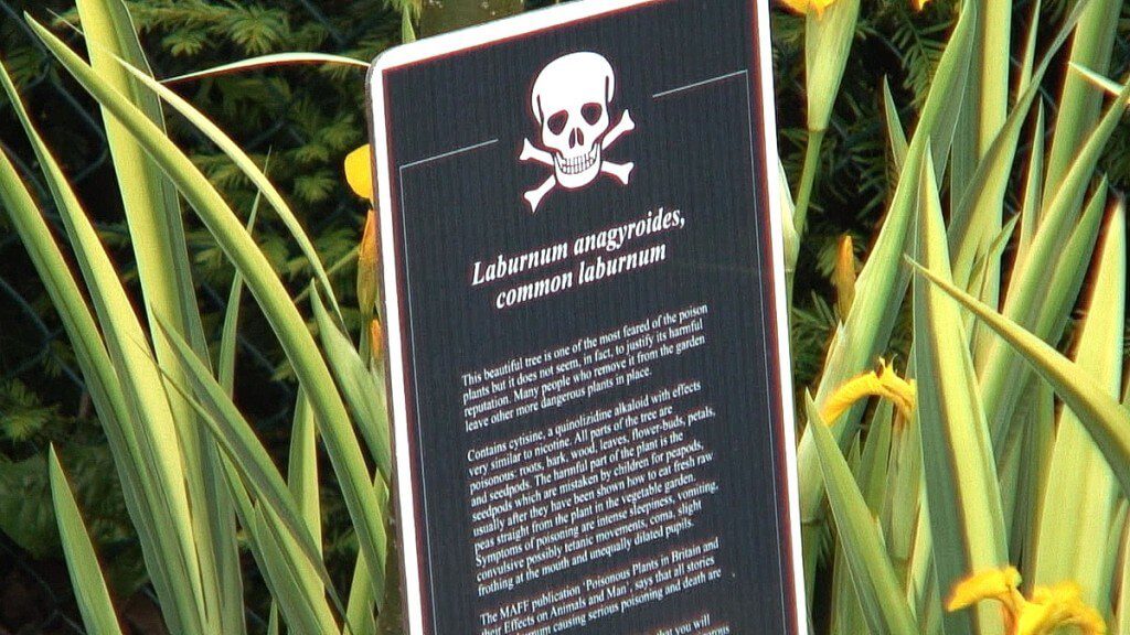 Common laburnum plant sign in the Poison Garden at Blarney Castle in County Cork, Ireland