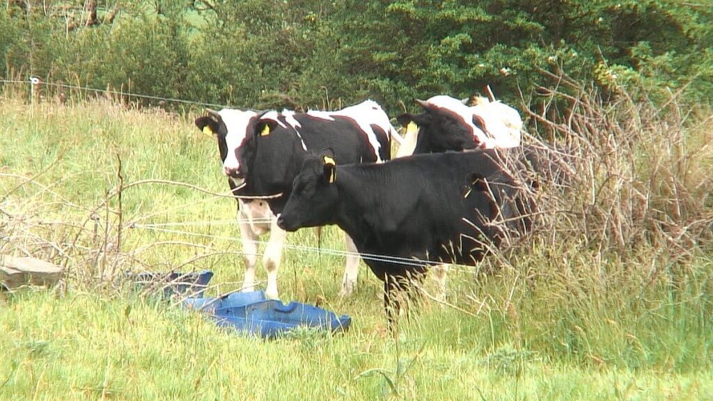 cow in field beside coppingers court ruins, ireland