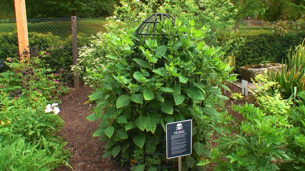 Various plants growing in the Poison Garden at Blarney Castle in Cork, Ireland