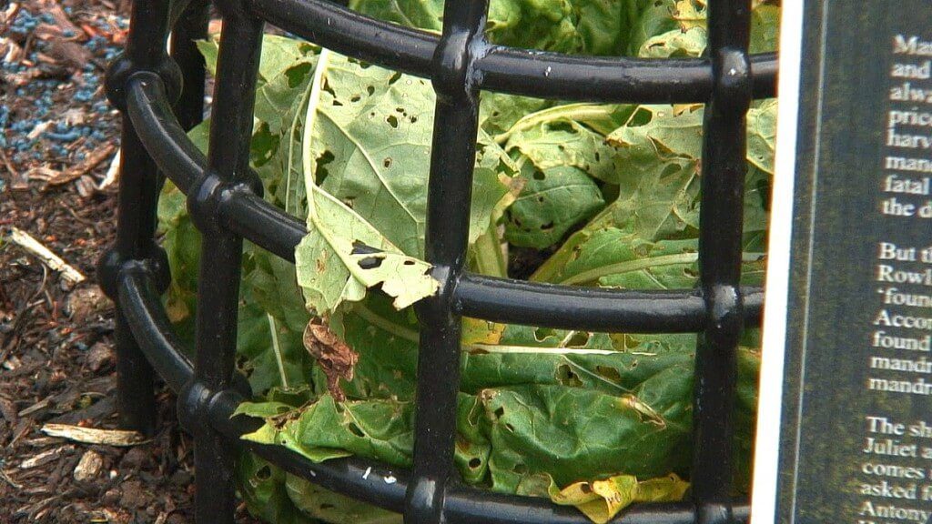 European Mandrake growing in the Poison Garden at Blarney Castle in County Cork, Ireland