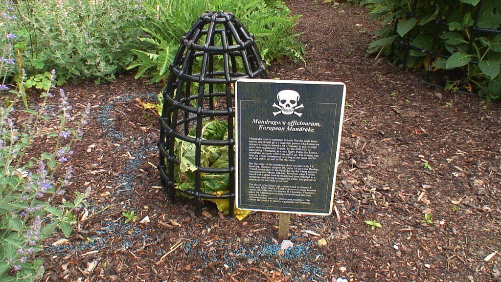 European Mandrake growing behind bars in the Poison Garden at Blarney Castle in County Cork, in Ireland