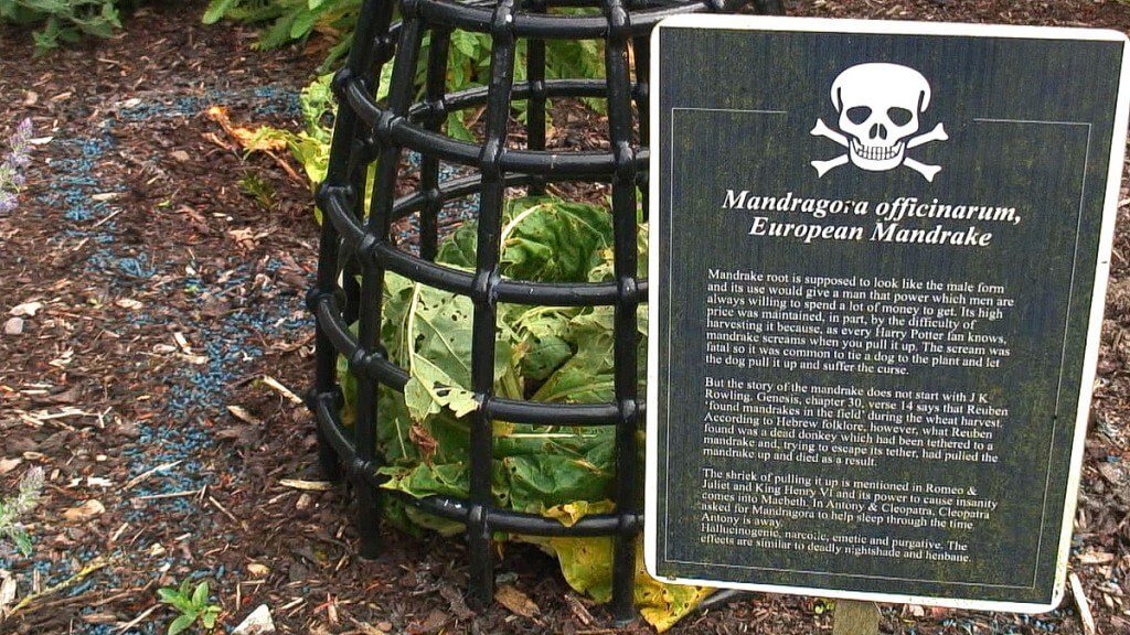 European Mandrake growing behind bars in the Poison Garden at Blarney Castle in County Cork, Ireland