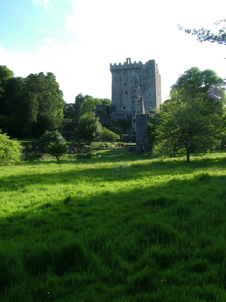 green meadow growing at blarney castle, ireland
