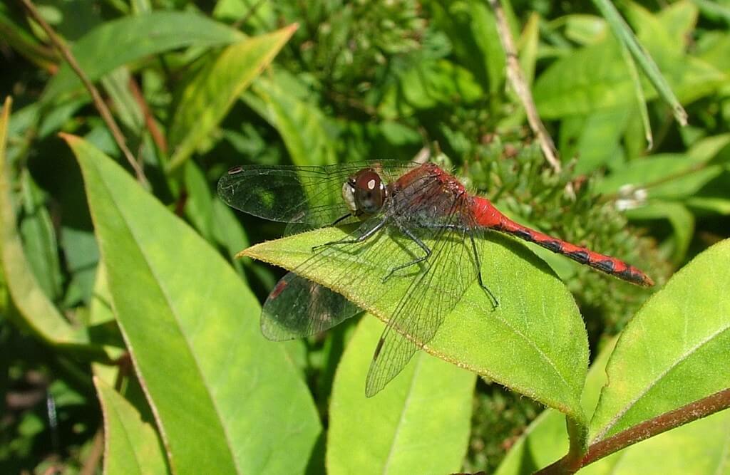 white-faced meadowhawk dragonfly, eats on a green leaf, rosetta mcclain gardens, toronto