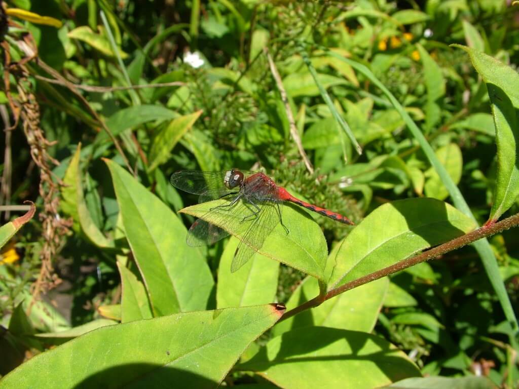 white-faced meadowhawk dragonfly, sits on green leaf, rosetta mcclain gardens, toronto