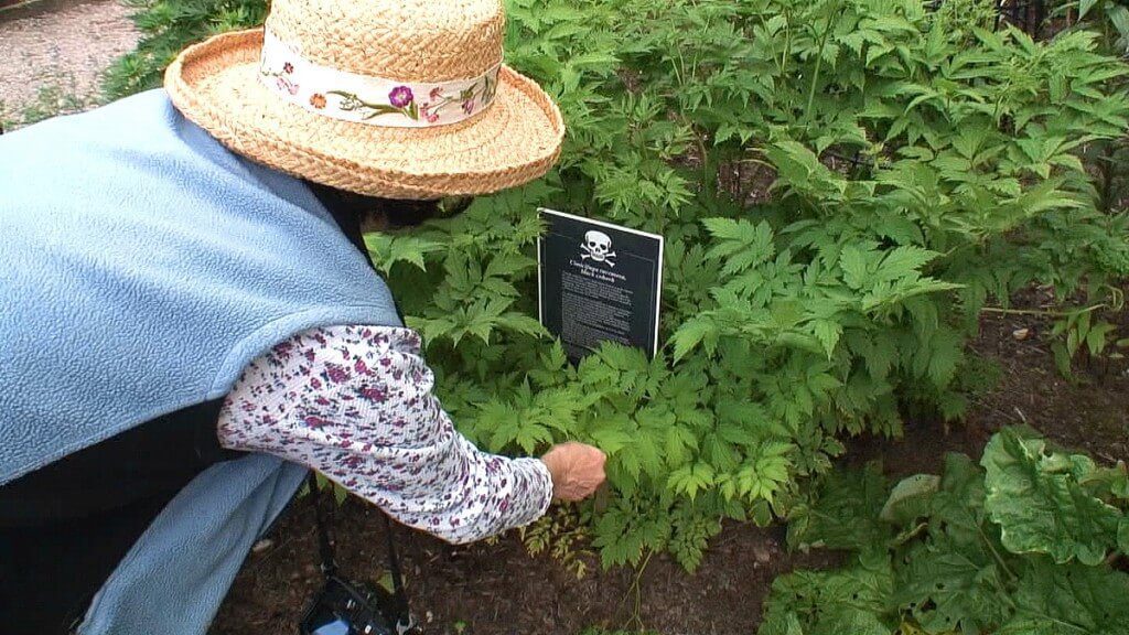 Jean touches the Black Cohosh plant in the Poison Garden at Blarney Castle in County Cork, Ireland
