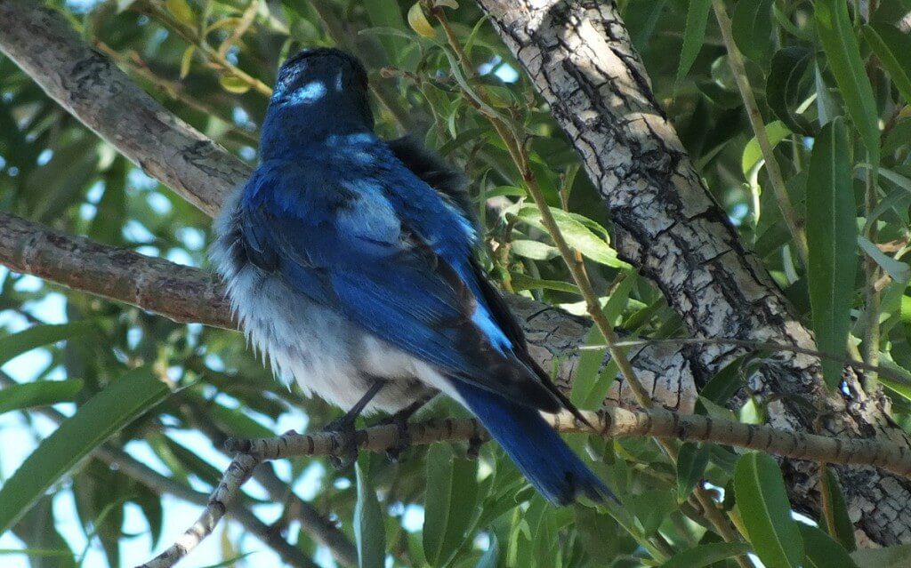 mountain bluebird in a tree, grand canyon heliport, arizona