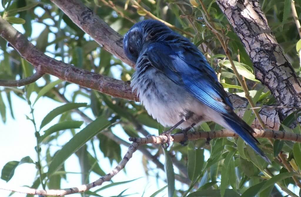 mountain bluebird in tree at grand canyon heliport, arizona