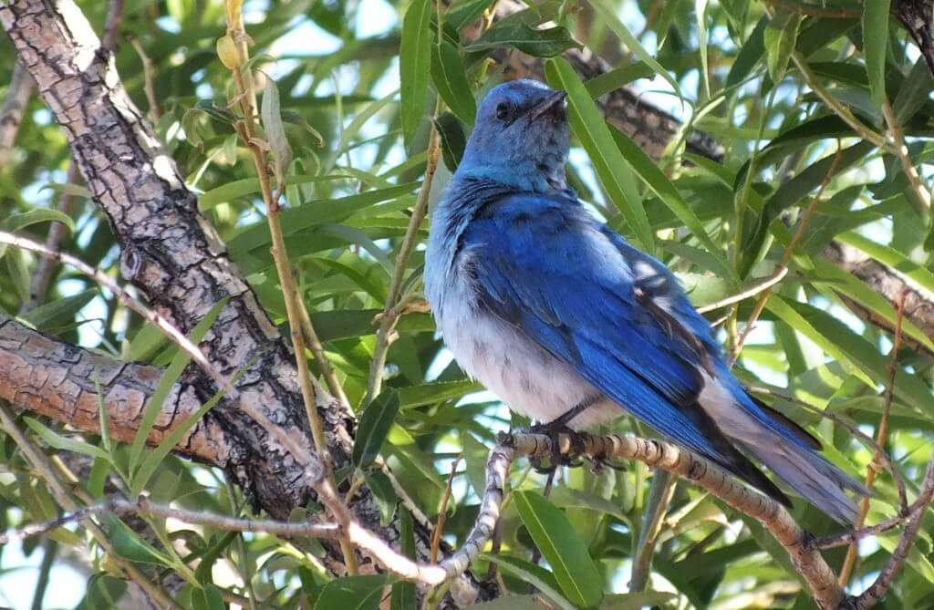 mountain bluebird in tree looks to camera, grand canyon heliport, arizona