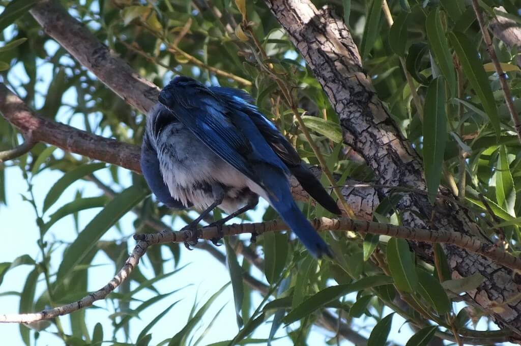 mountain bluebird sits in tree at grand canyon heliport, arizona