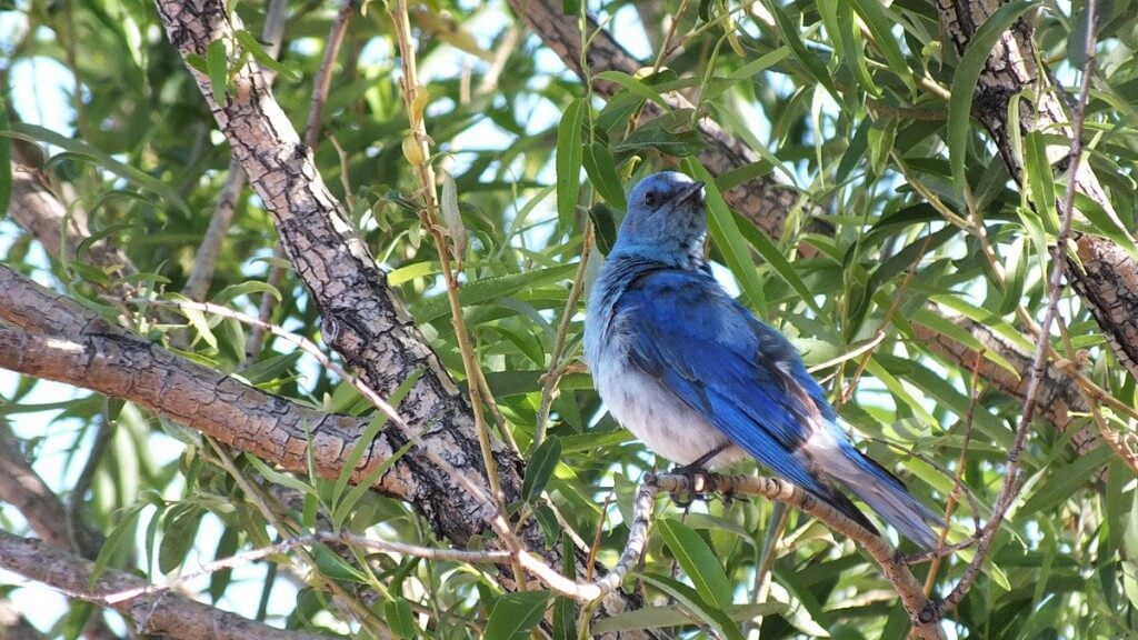 mountain bluebird sitting in a tree, grand canyon heliport, arizona