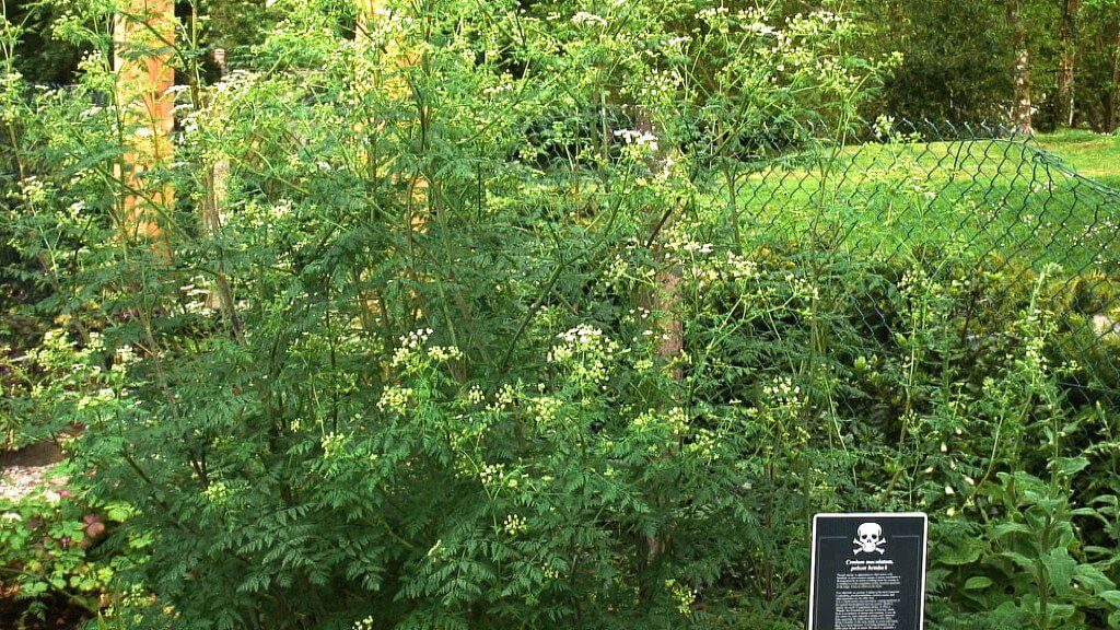 Poison hemlock growing in the Poison Garden at Blarney Castle in County Cork, in Ireland