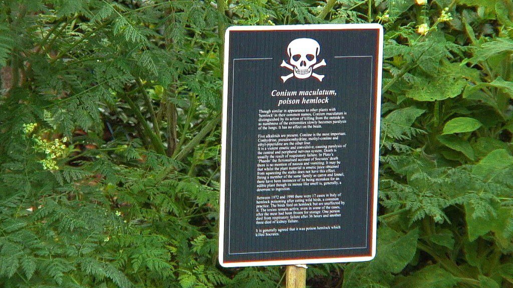 Poison hemlock sign in the Poison Garden at Blarney Castle in County Cork, Ireland. 