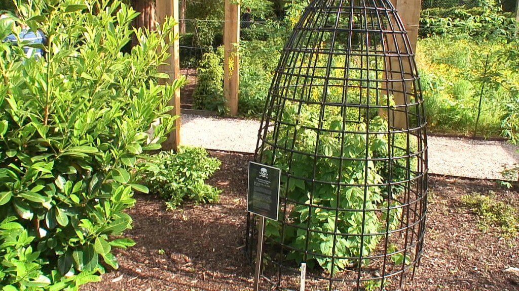 Poison Ivy growing behind bars in the Poison Garden at Blarney Castle in County Cork, Ireland
