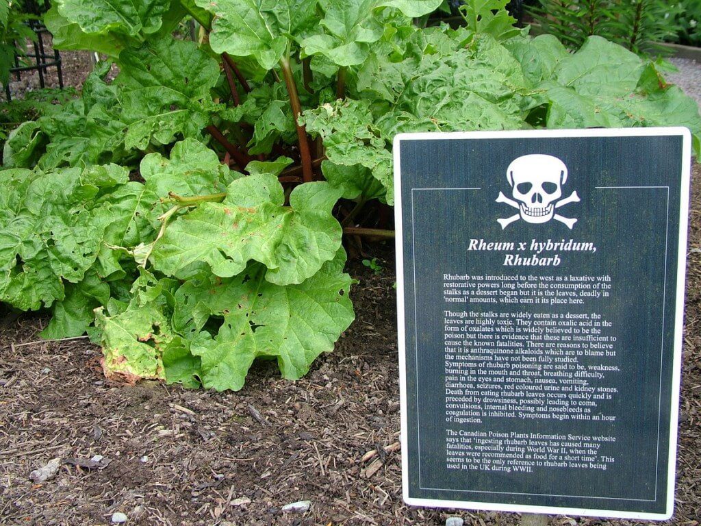 Rhubarb sign in the Poison Garden at Blarney Castle in County Cork, Ireland