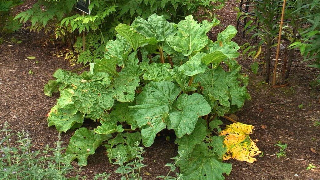 Rhubarb growing in the Poison Garden at Blarney Castle in County Cork, Ireland
