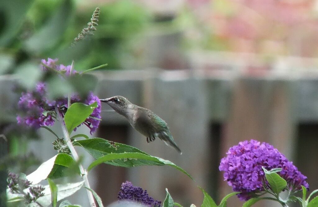 ruby-throated hummingbird above a purple butterfly bush, toronto, ontario