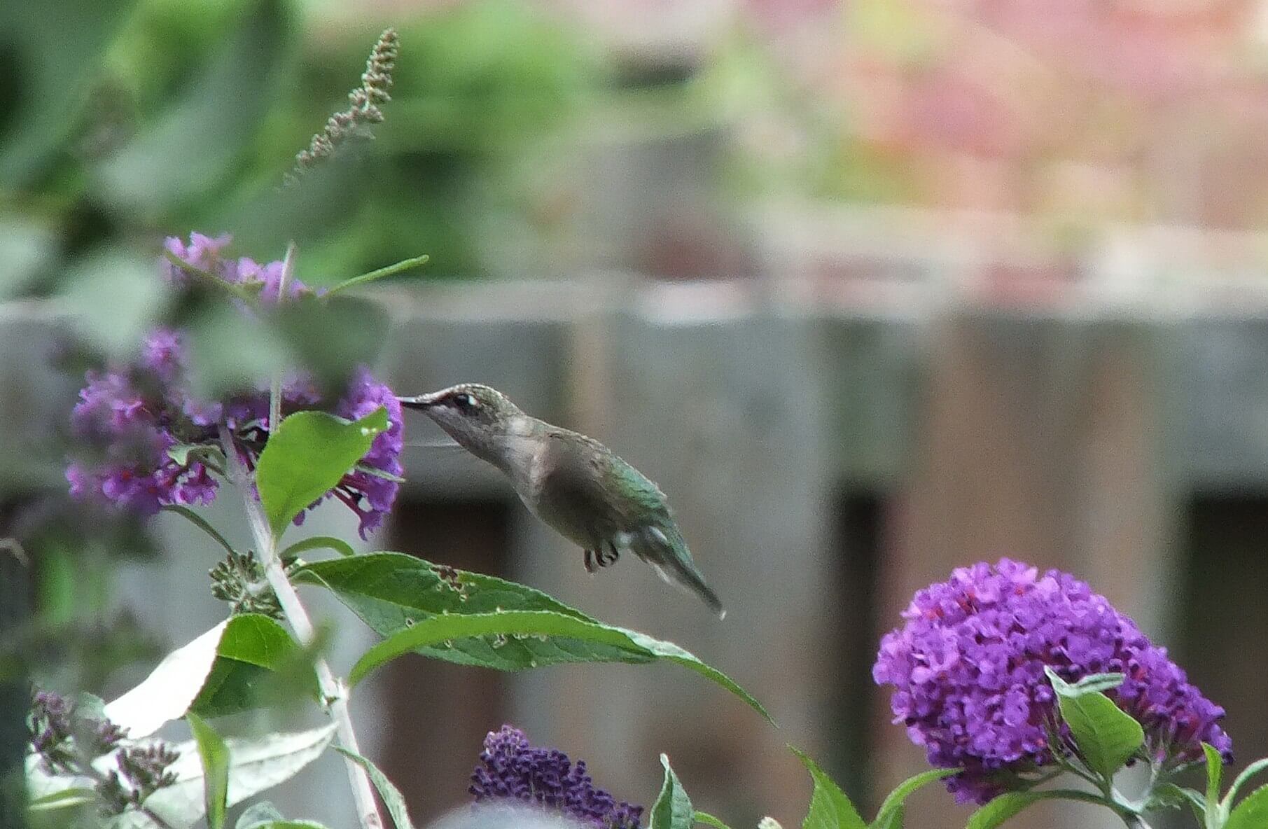 ruby-throated hummingbird above a purple butterfly bush, toronto, ontario