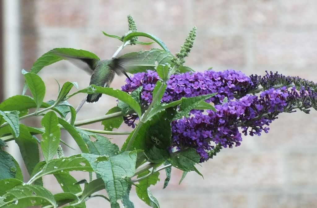ruby-throated hummingbird at butterfly bush, toronto, ontario
