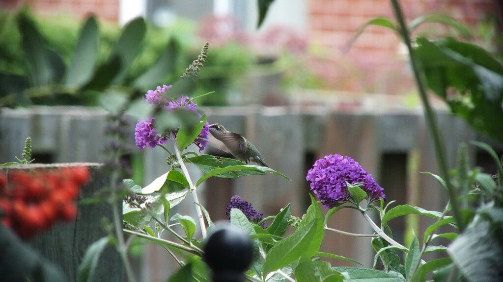 ruby-throated hummingbird feeds at butterfly bush, toronto, ontario