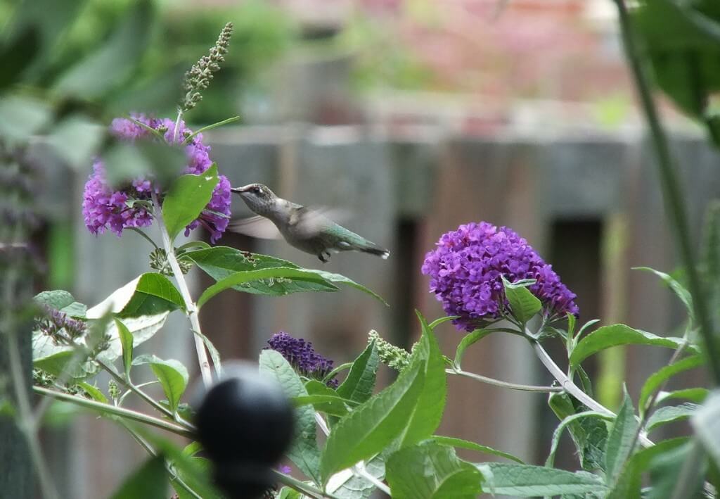 ruby-throated hummingbird feeds on nectar, toronto, ontario