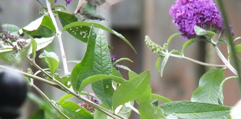 ruby-throated hummingbird holds on to butterfly bush with its feet, toronto, ontario