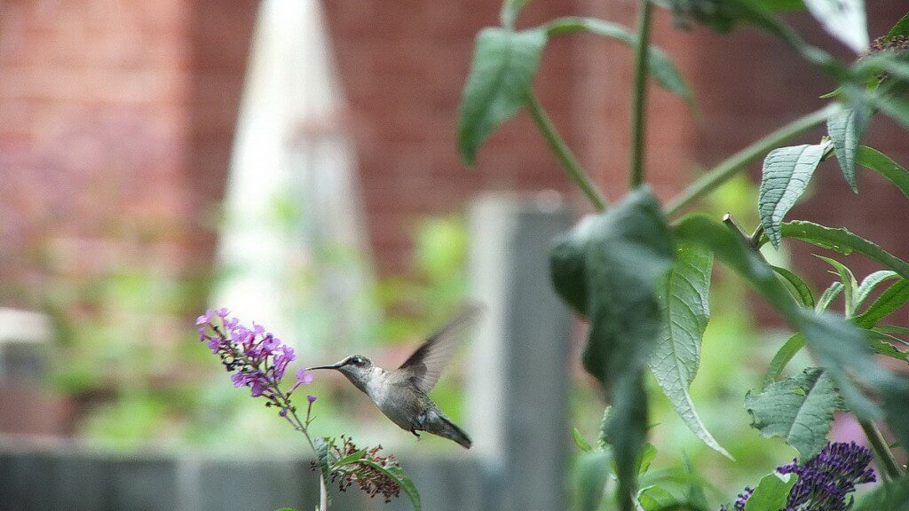 ruby-throated hummingbird at butterfly bush, toronto, ontario