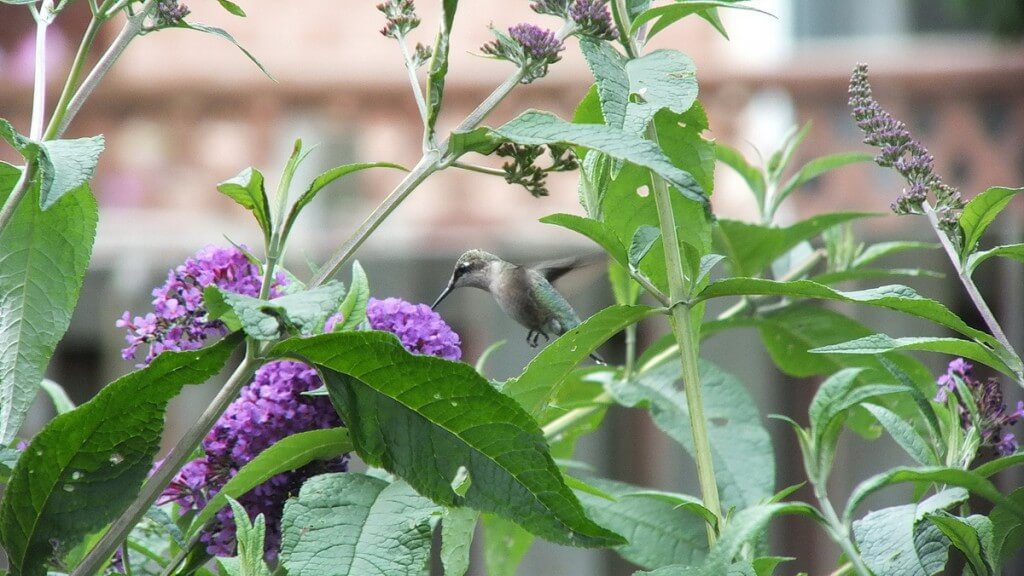 ruby-throated hummingbird in flight above butterfly bush, toronto, ontario
