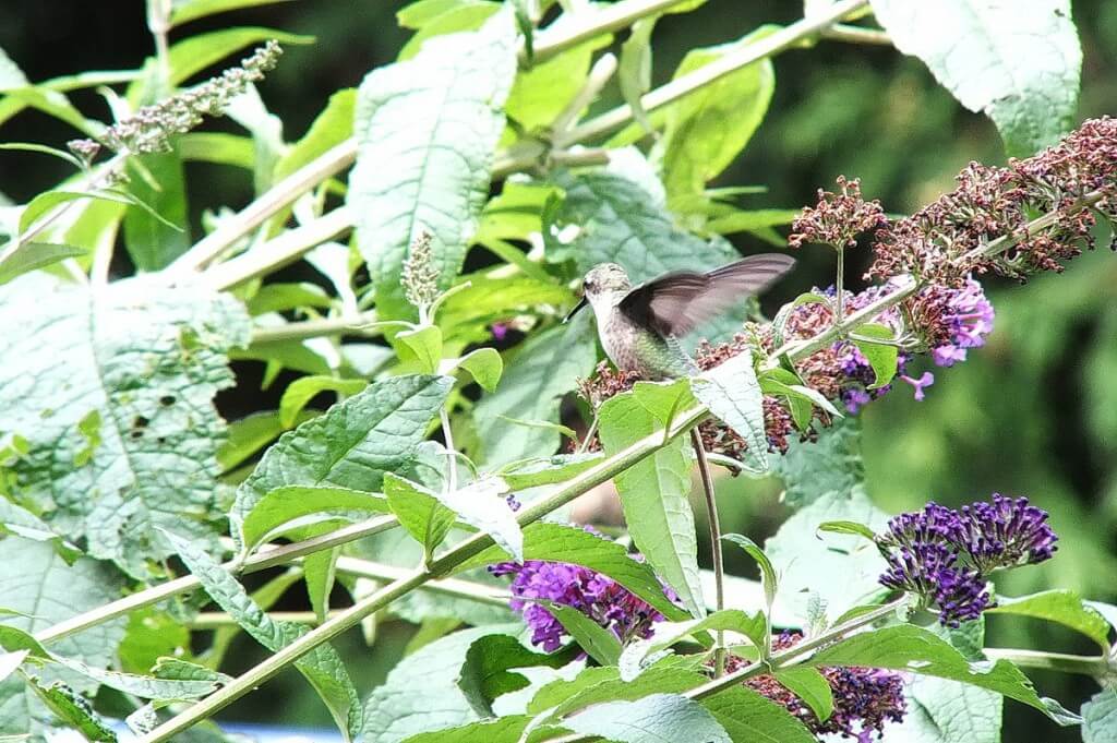 ruby-throated hummingbird sits on a butterfly bush, toronto, ontario