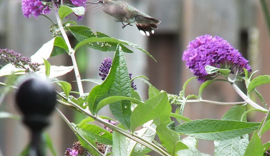 ruby-throated hummingbird tail feathers, toronto, ontario