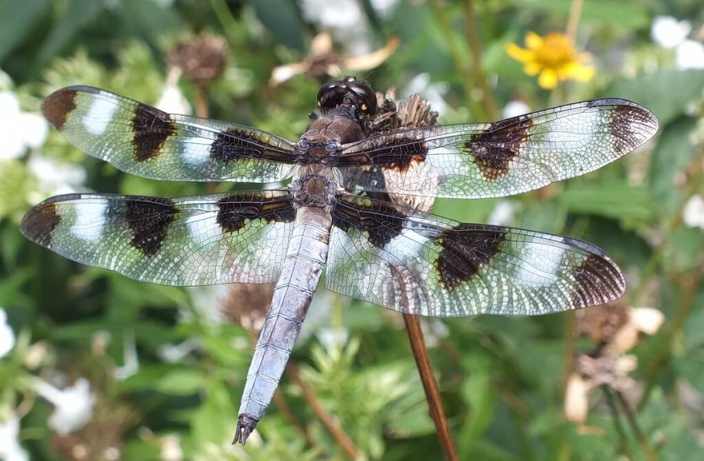 twelve-spotted skimmer dragonfly, closeup on dry flower head, rosetta mcclain gardens, toronto