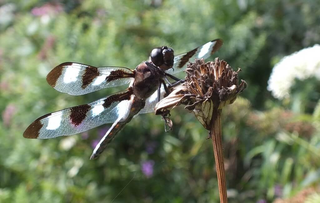 twelve spot skimmer dragonfly holds tongue out, rosetta mcclain gardens, toronto
