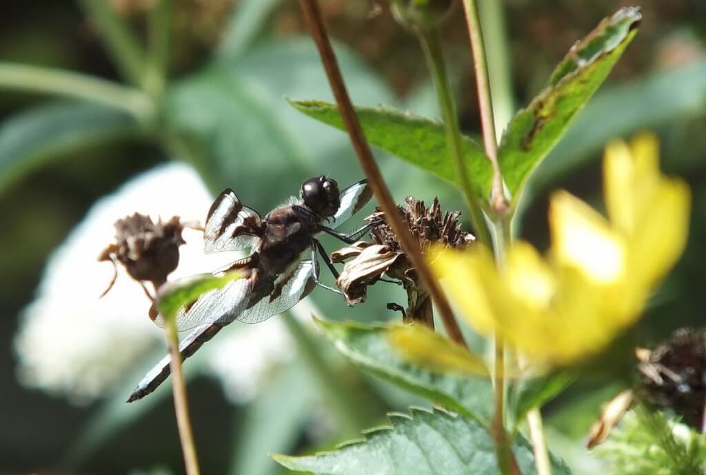 twelve-spot skimmer dragonfly, profile sitting on flower head, rosetta mcclain gardens, toronto