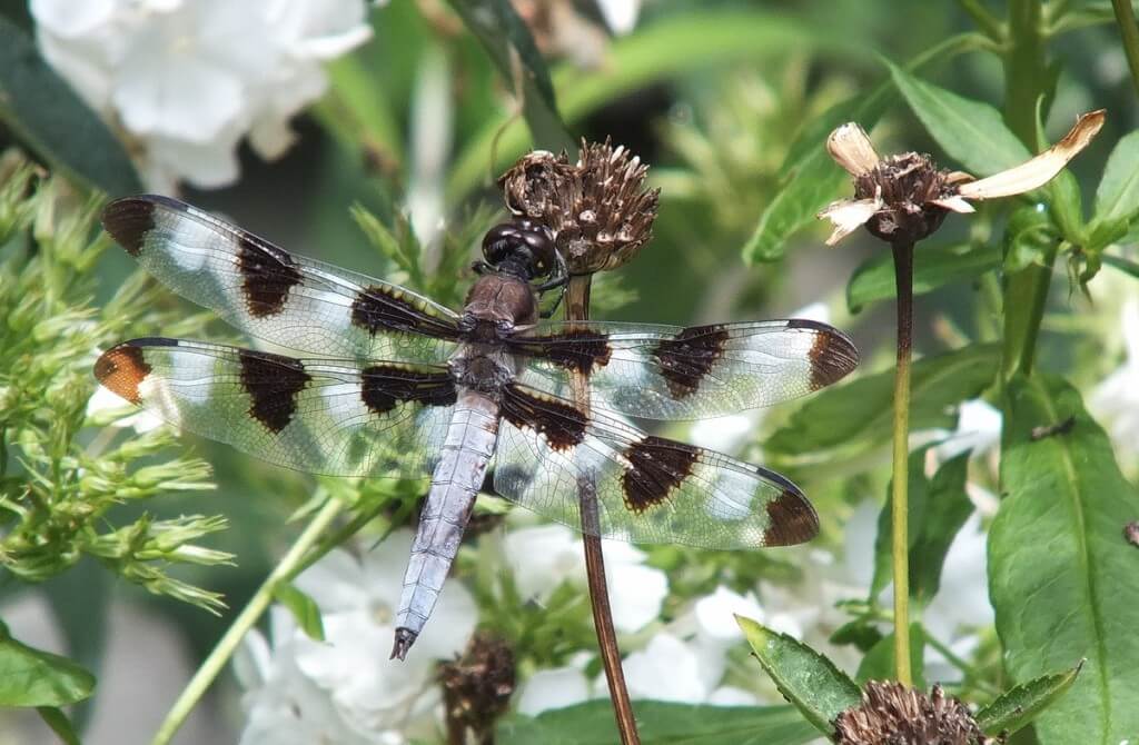 twelve spot skimmer dragonfly, sits on dry flower head, rosetta mcclain gardens, toronto