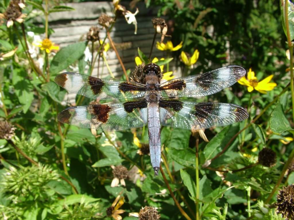 twelve-spotted skimmer dragonfly, sits on flower head, rosetta mcclain gardens, toronto