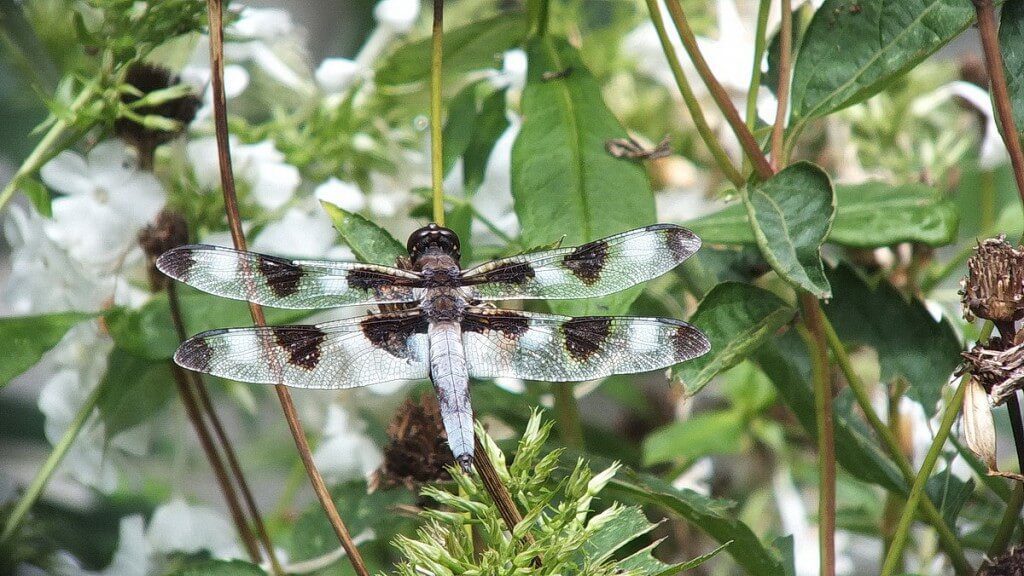 twelve-spotted skimmer dragonfly, sits on leaf, rosetta mcclain gardens, toronto