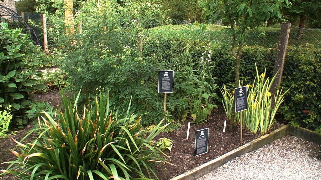 An image of various poison plants growing in the Poison Garden at Blarney Castle in County Cork, Ireland. Photograph by Frame To Frame - Bob and Jean