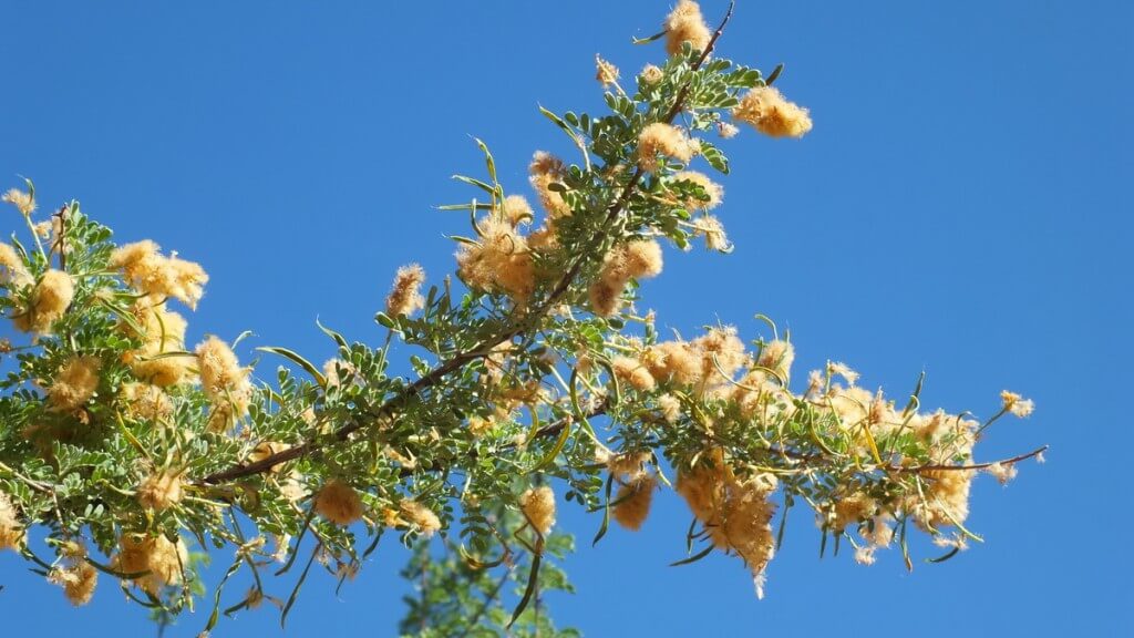 Catclaw Acacia Shrub - bright angel trail - grand canyon 20b