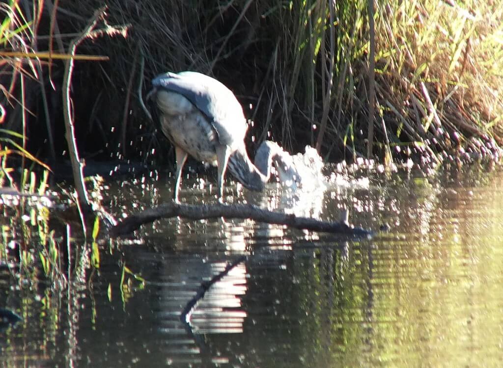 Great blue heron dives for fish-lynde shores
