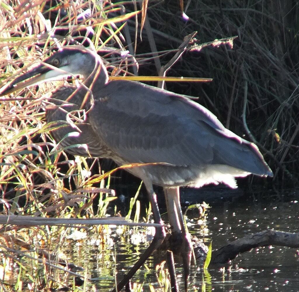 Great blue heron fish in beak-whitby