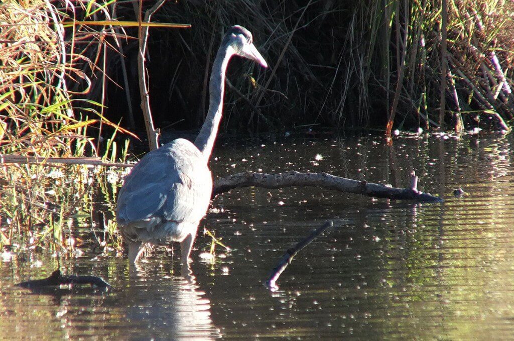 Great blue heron-fishing-whitby