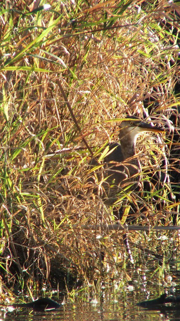 Great blue heron hidden among leaves-lynde shores
