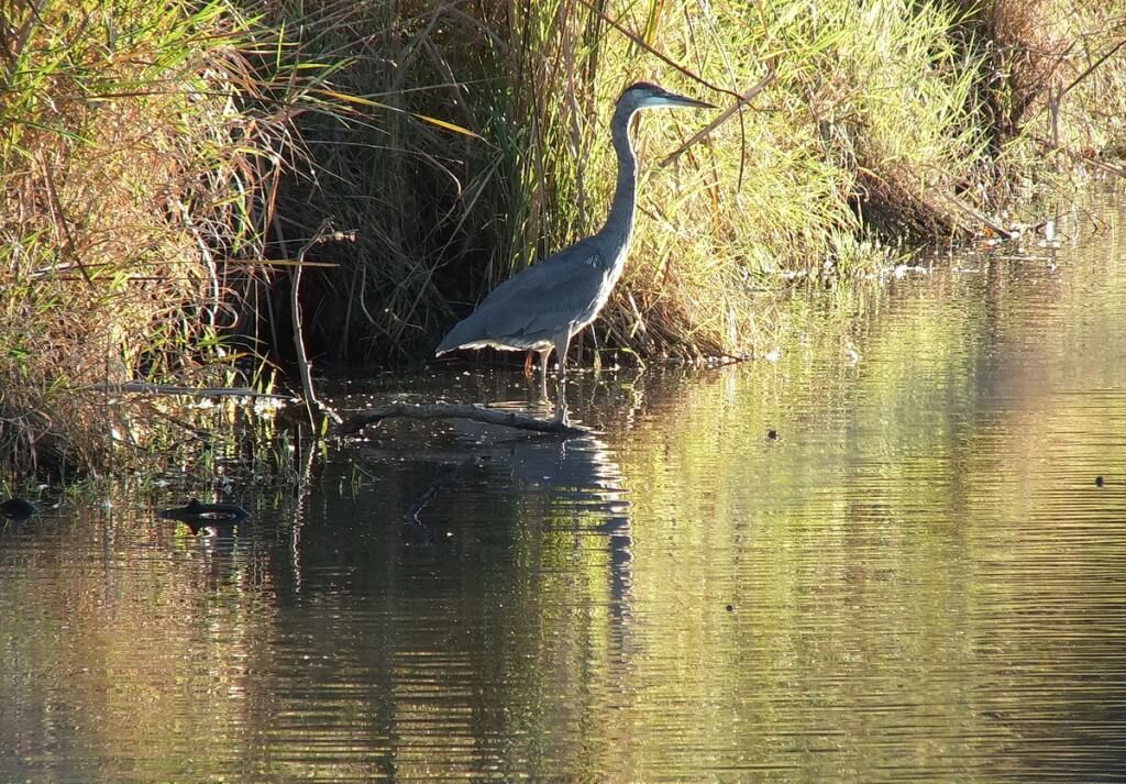 Great blue heron-in setting sun-lynde shores