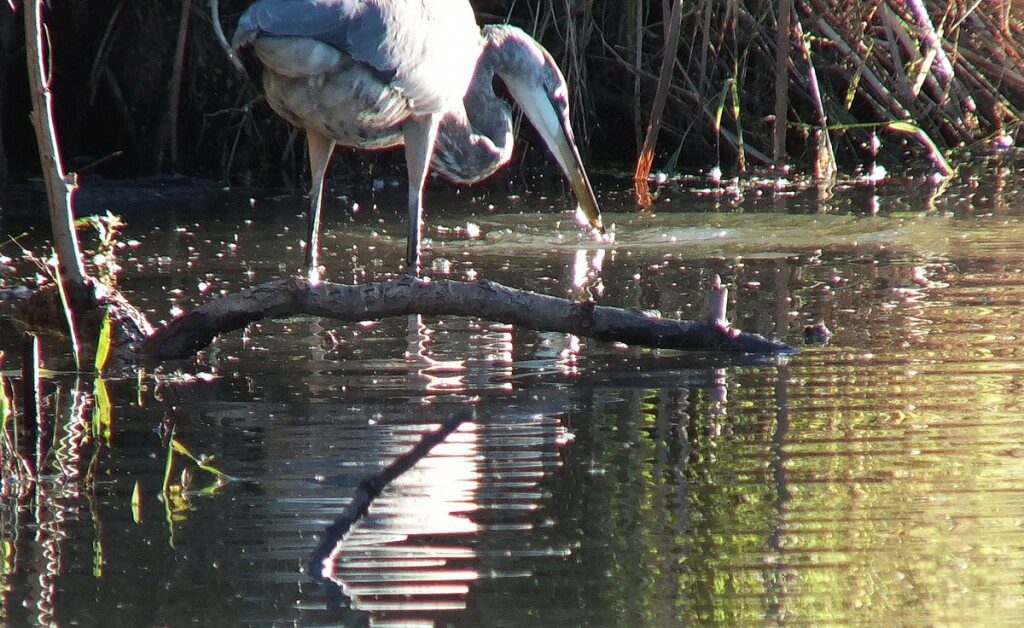 Great blue heron-lynde shores