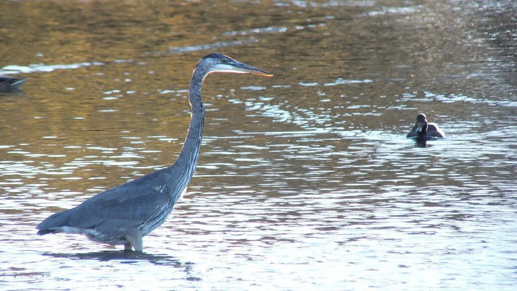 Great blue heron on the hunt-whitby
