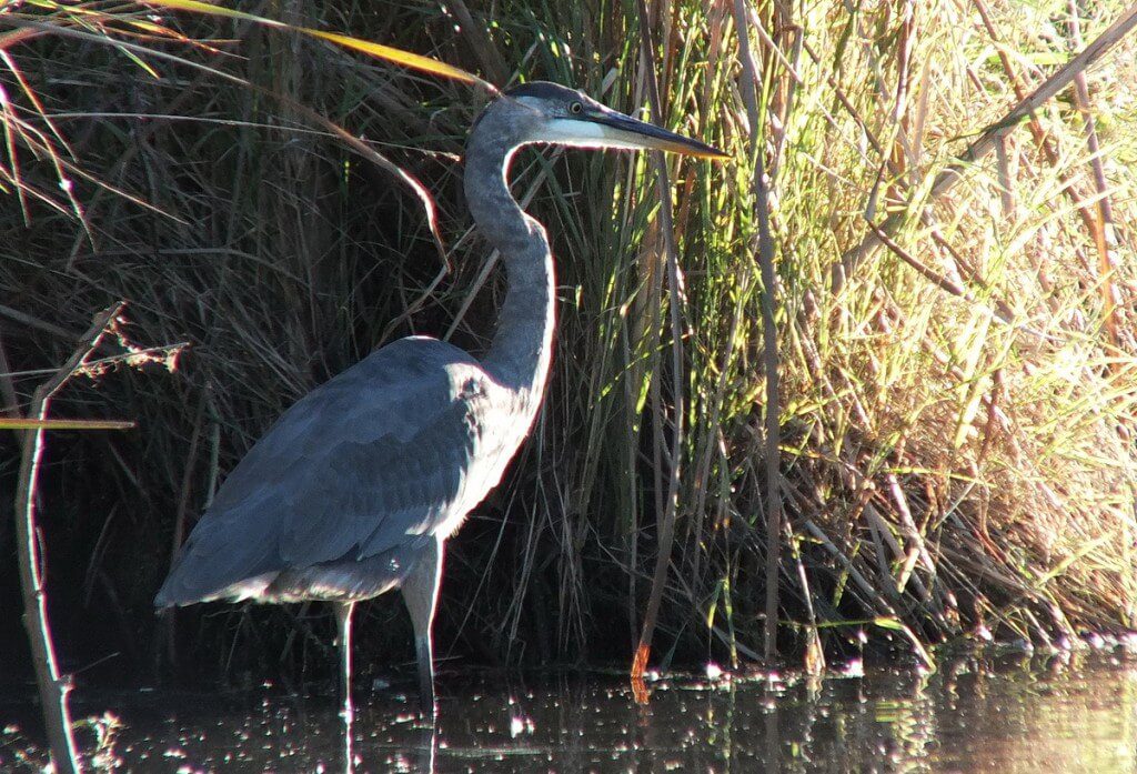 Great blue heron-stand tall-lynde shores
