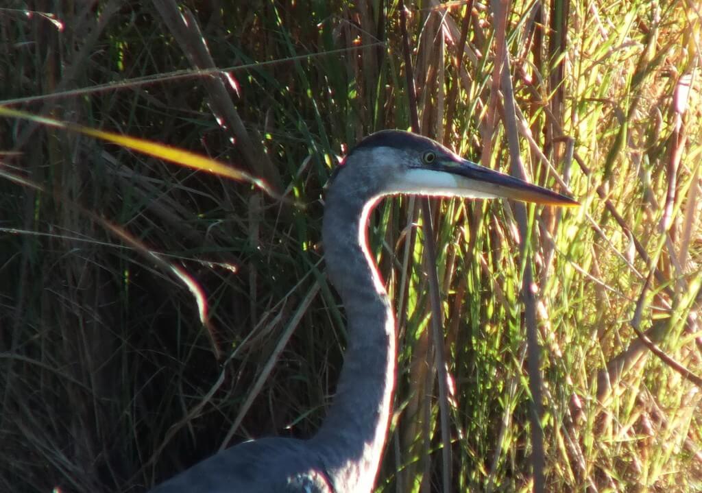Great blue heron-swamp-lynde shores