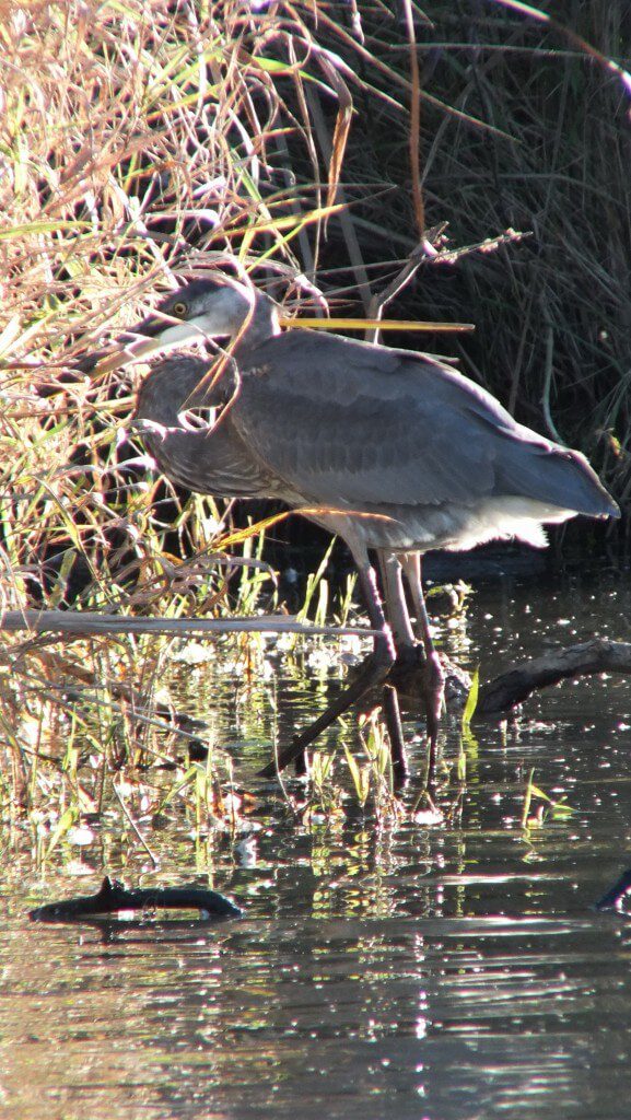 Great blue heron-with catch-lynde shores