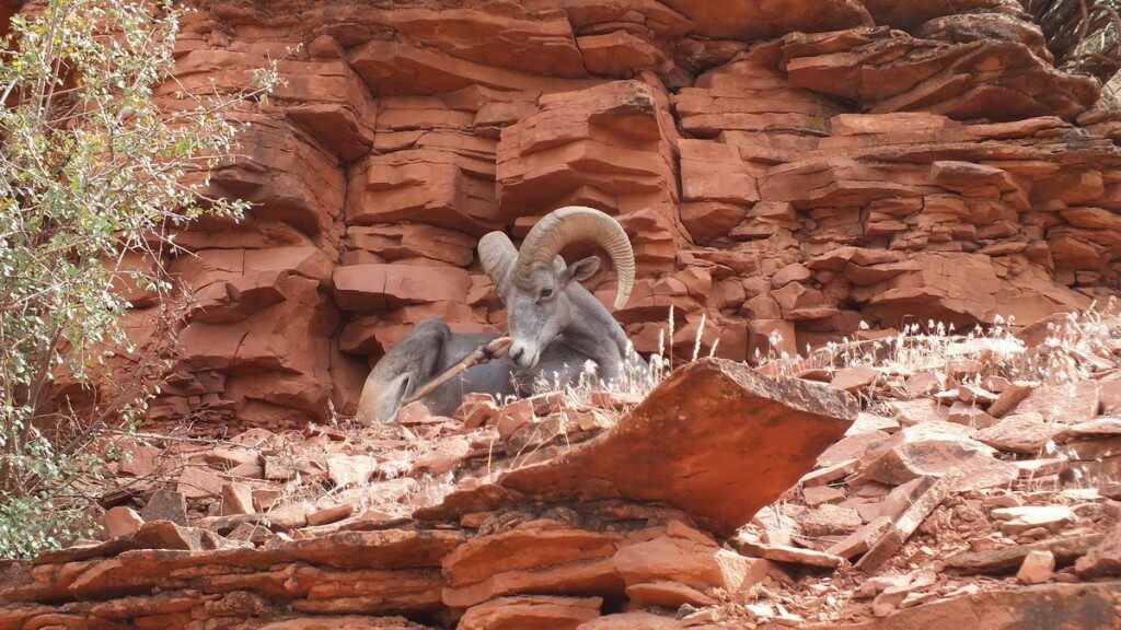 Bighorn sheep laying on ridge along Bright Angel Trail at Grand Canyon National Park, Arizona, U.S.A.